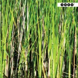 Balinken Ep