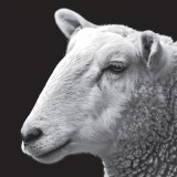 Speck Ep